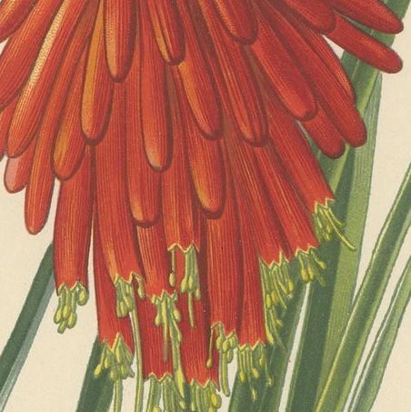 1897 Chromolithograph of the Flame Flower from Step's Botanical Collection, close-up 5