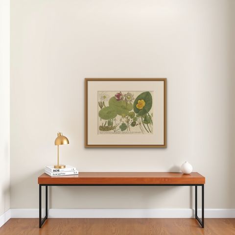 Aquatic Elegance: Water Lilies and Pond Plants in 18th Century Engraving, 1748, shown framed on a wall, true to size