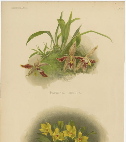 Victorian Botanical Orchid Print, Two Exotic Varieties, c.1888, close-up 2