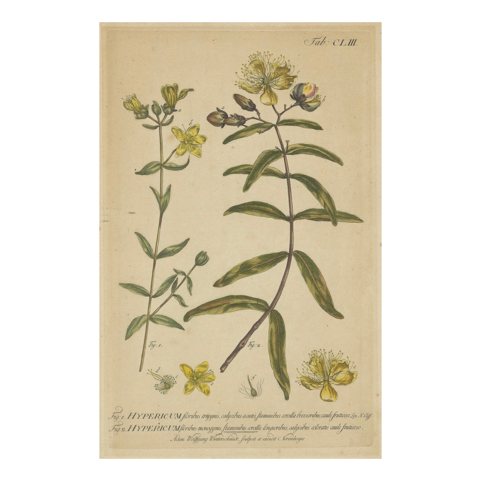 Exquisite 1755 St. John's Wort Botanical Engraving by Philip Miller