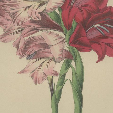 Antique Botany Print of Gladiolus Varieties 'c.1850', close-up 2