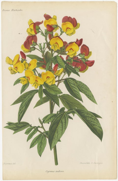 Exquisite Botanicals: Clianthus, Grevillea, Anthurium, and More, circa 1885, view 6