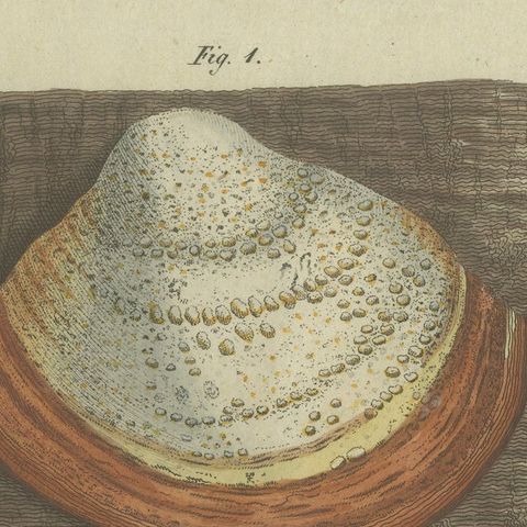 1805 Hand-Colored Engraving of Fungi Specimens from Bertuch’s Work, close-up 4