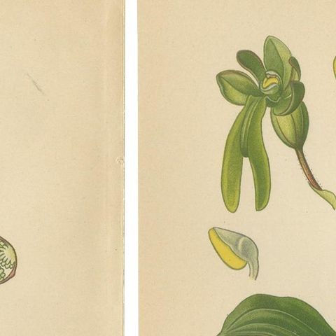 Listera Lore: Botanical Illustrations of Heart-Leaved Orchids from 1904, close-up 1