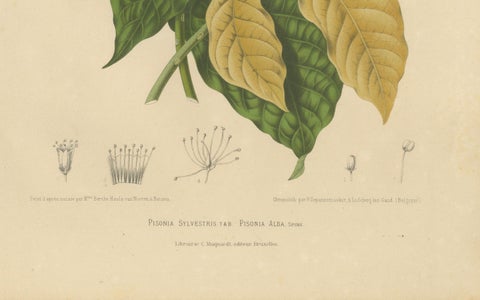Original Antique Botanical Chromolithograph of White Birdcatcher Tree, c. 1880, close-up 1