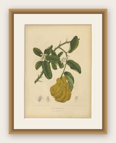 Original Antique Botanical Chromolithograph of Buddha's Hand Citron, c. 1880, shown framed