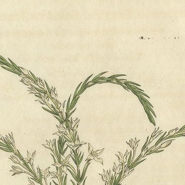 Set of 3 Antique Botany Prints, Struthiola, Speedwell, Phylica, close-up 1
