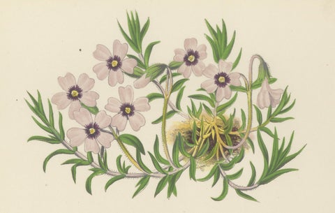 Moss Phlox and Greek Saffron Crocus hand coloured botanical print 1874, close-up 5