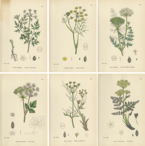 Antique English Botanical Prints, British Wildflowers & Herbs for Interiors, view 8