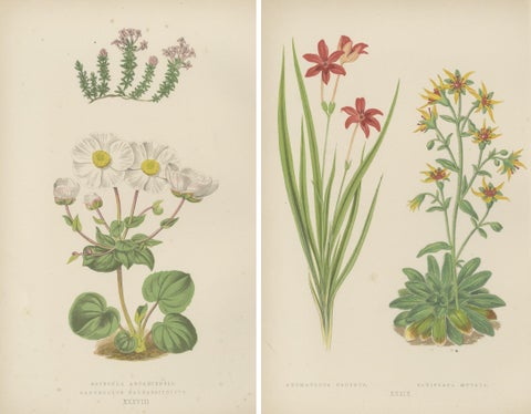 Alpine Botanical Lithograph Pair of Anomatheca and Saxifrage, 1874, view 2