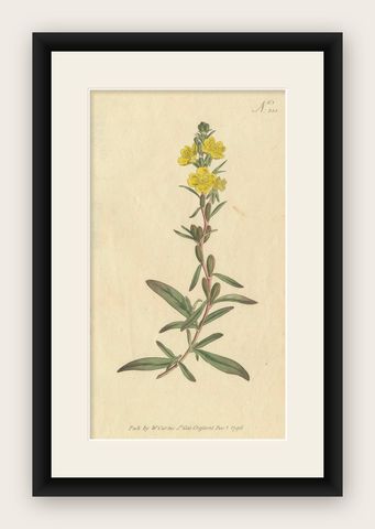 Botanical Engraving of Yellow Loosestrife (Lysimachia), Rare 1796 Floral Print, shown framed