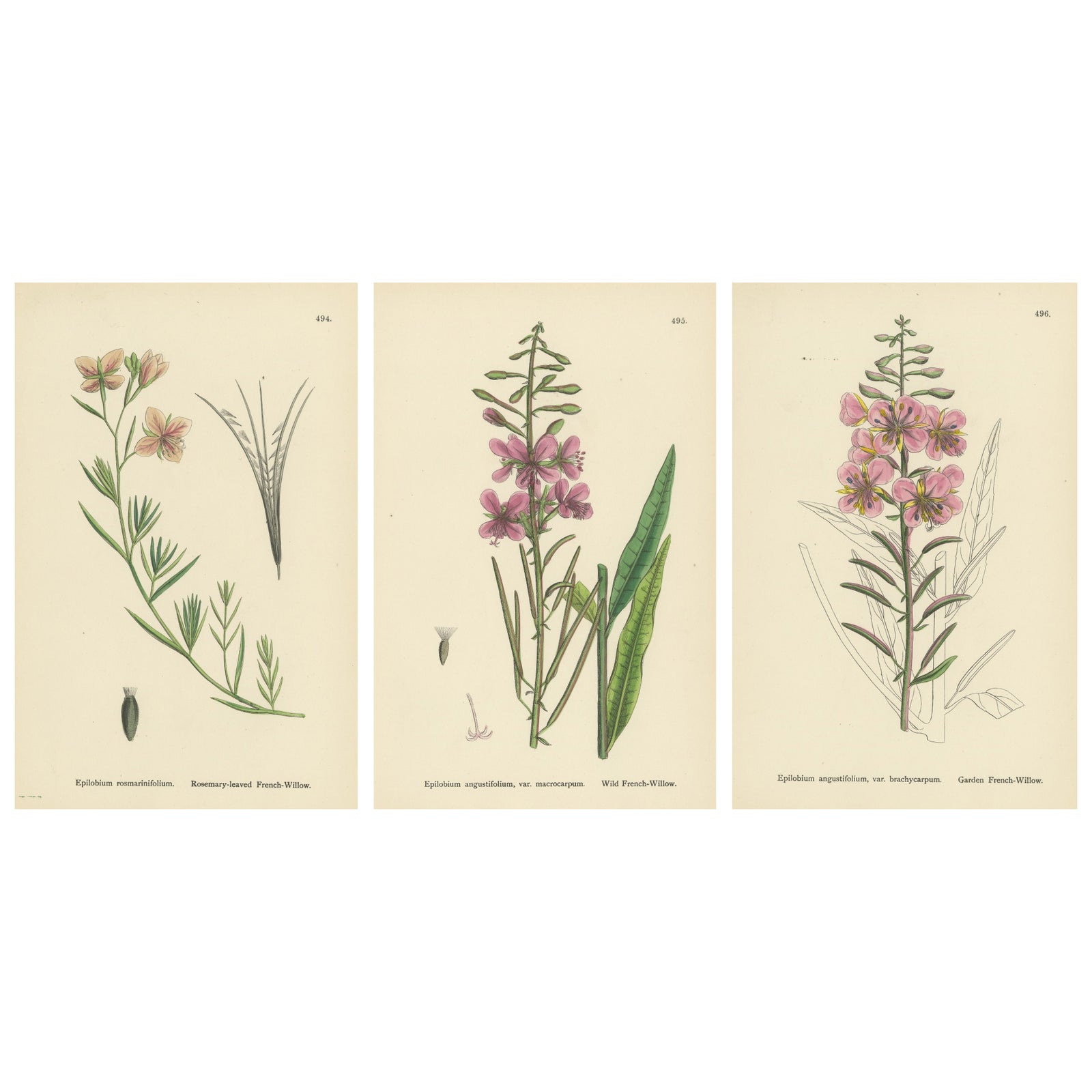 Hand-Colored Botanical Engravings of French-Willow Species, 1902