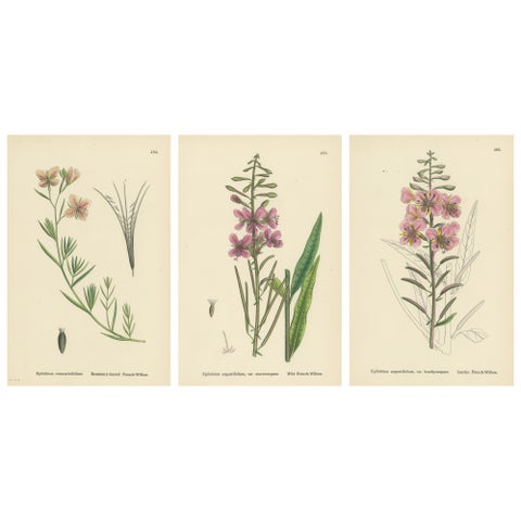 Hand-Colored Botanical Engravings of French-Willow Species, 1902