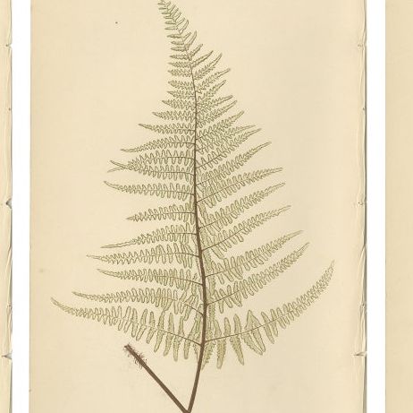 Antique Victorian Fern Botanical Prints, Gymnogramma Plates Wall Art 1856, close-up 1