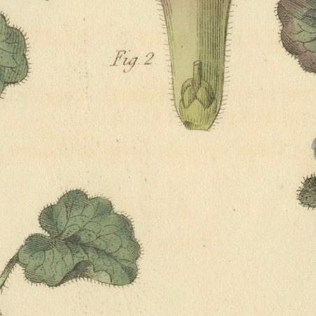 Antique Ground Ivy Botanical Engraving, Glechoma hederacea, 1805, close-up 6