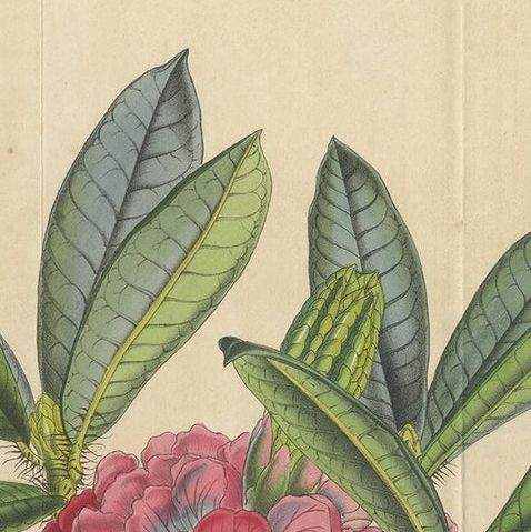 Antique Botany Print of The Rhododendron Barbatum, 1849, close-up 1