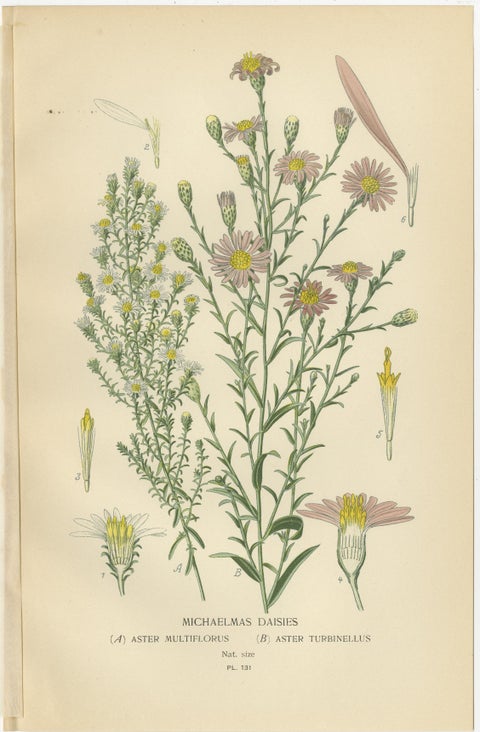 Antique Botanical Prints: Michaelmas Daisies, China Asters & New England Asters, view 2