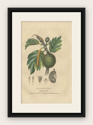 Artocarpus incisa (Breadfruit Tree), Hand-Colored Botanical Engraving, ca. 1825, shown framed