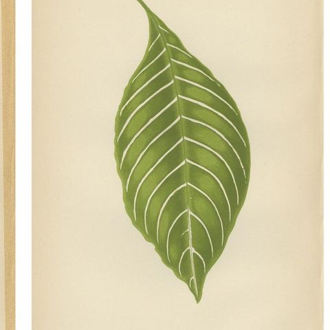 Set of 6 Botany Prints, Gesnera Cinnabarina, Dracaena Perrea (1891), close-up 1