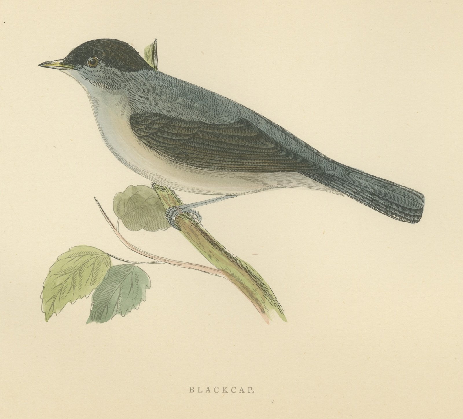 Blackcap with Hanging Leaves, Hand Colored Wood Engraving, Morris, 1896