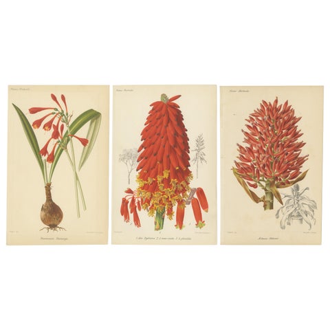 Exotic Splendor: Hartweg's Sage, Flaming Torch, and Melinoni's Bromeliad, c.1855