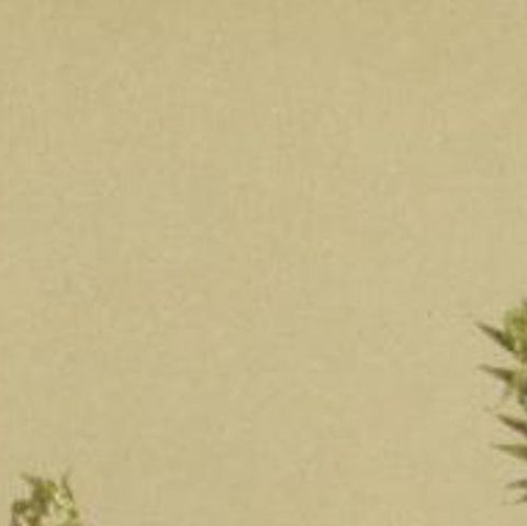 Antique Botany Print of The Salix Jacquiniana Plant by Palla, 1897, close-up 1