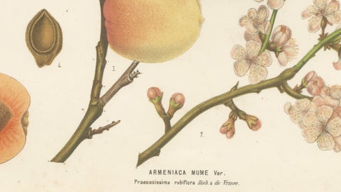 Antique Botanical Lithograph, Armenian Apricot, de Vriese, 1856, close-up 6