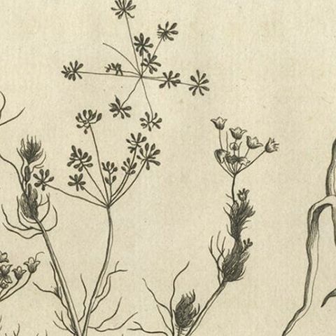 Antique Print of Knapweed and Other Plants, 1773, close-up 1