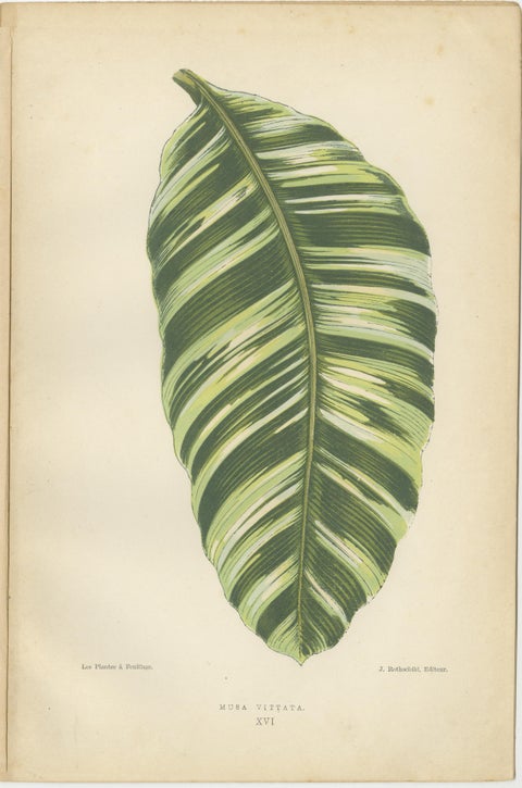 Botanical Elegance: Masterpieces of Victorian Horticulture, Published in 1880, view 4