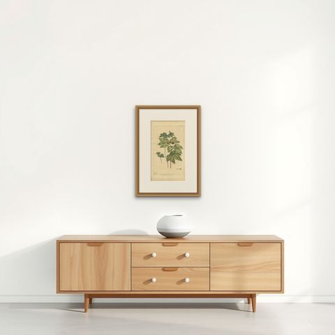 Antique Botany Print of Hydrastis Canadensis, '1759', shown framed on a wall, true to size