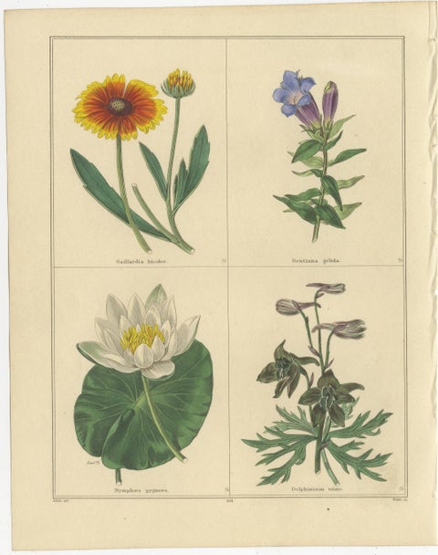 The Botanic Garden Flower Prints by Benjamin Maund, London c.1836, view 2