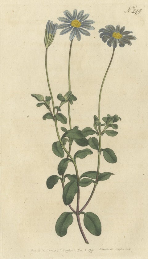 Antique Botany Print of the Blue-Flowered Cineraria or Cape Aster, close-up 1