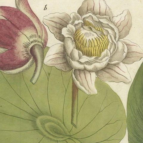 Aquatic Elegance: Water Lilies and Pond Plants in 18th Century Engraving, 1748, close-up 6