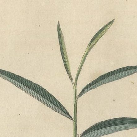 Exotic Botanicals Unveiled: The Ginger Plant in Art and Science, 1845, close-up 3