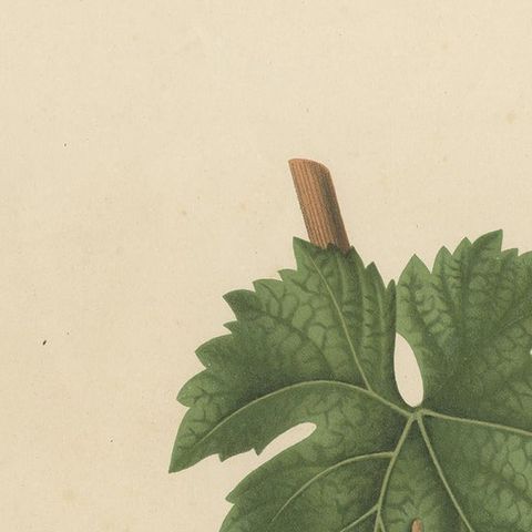 Rare Original Antique Lithograph of the Piquepoul Rose our Gris Variety, 1890, close-up 1