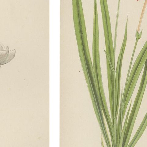 Alpine Botanical Lithograph Pair of Anomatheca and Saxifrage, 1874, close-up 4