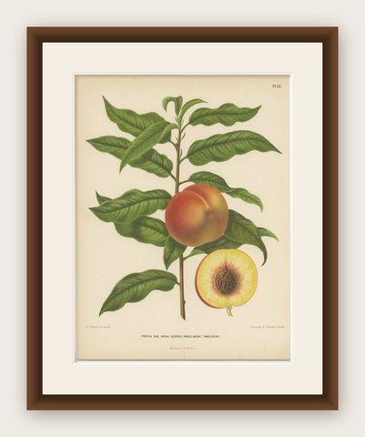 Antique Print of the Royal George Peach Severeyns, 1876, shown framed