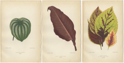 Heritage Botanicals: A Triptych of 1880 Parisian Flora, view 5