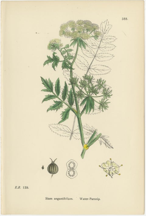 Antique English Botanical Prints, Elegant British Wildflowers, Sowerby c.1902, view 6