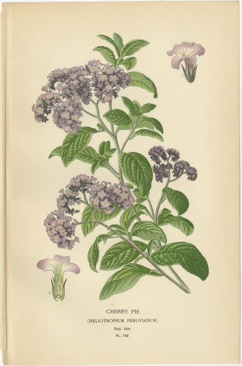 1897 Vibrant Botanical Prints, Baby Blue Eyes, Cherry Pie and Blue Eyed Mary, view 3