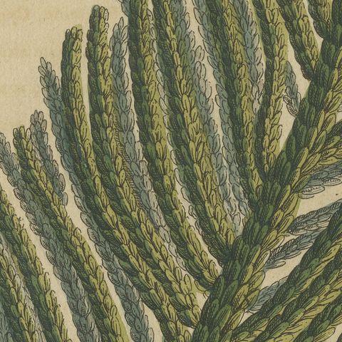 Norfolk Island Pine Branch and Cone, Antique Bertuch Print, circa 1815, close-up 4
