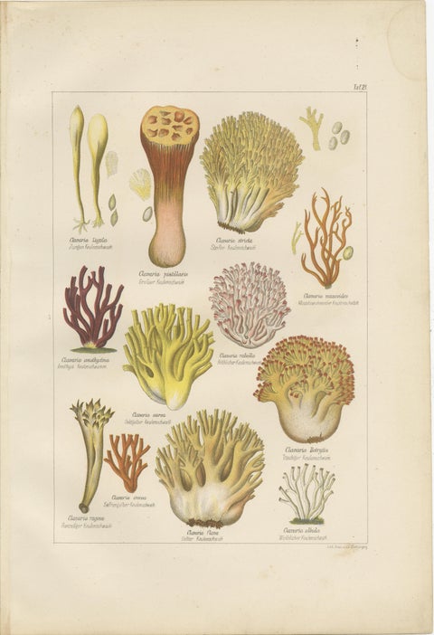 Set of 6 Antique Mycology Prints of the Common Stinkhorn & Other Mushrooms, 1875, view 6