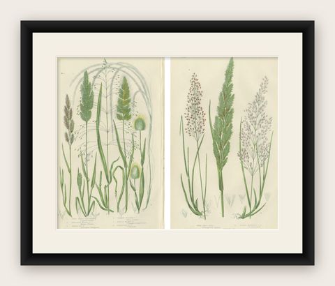 Club Moss Varieties, Hand-Colored Botanical Engravings, 1873 Pair, shown framed
