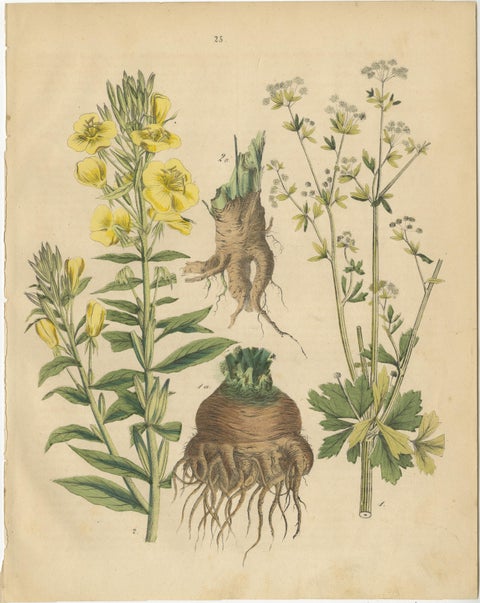 Antique Root and Medicinal Plant Prints, Botanical Studies, Germany 1852, view 4