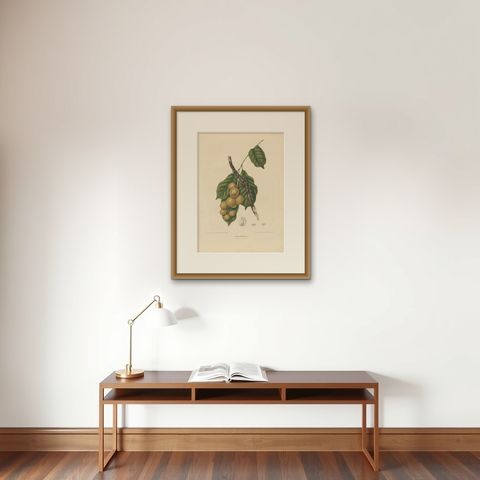 Lansium Domesticum, Langsat Botanical Lithograph c.1863, shown framed on a wall, true to size