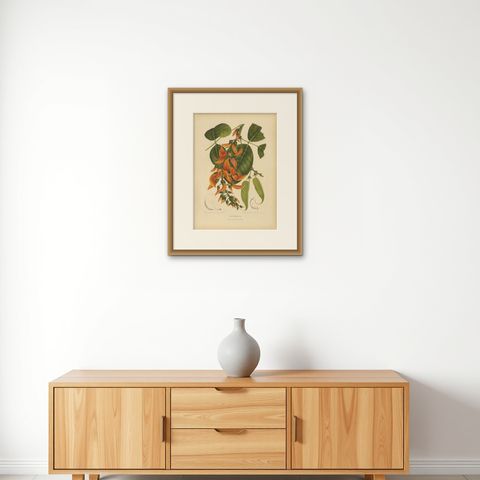 Original Antique Flame of the Forest Botanical Chromolithograph, ca.1880, shown framed on a wall, true to size