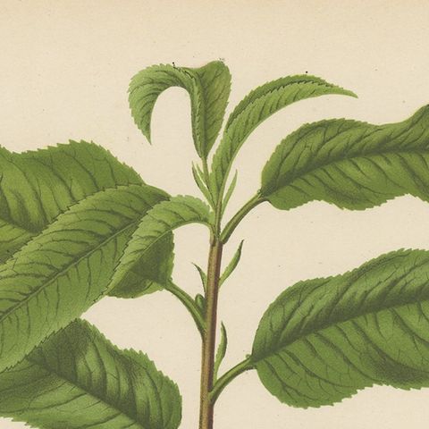 Antique Print of the Royal George Peach Severeyns, 1876, close-up 1