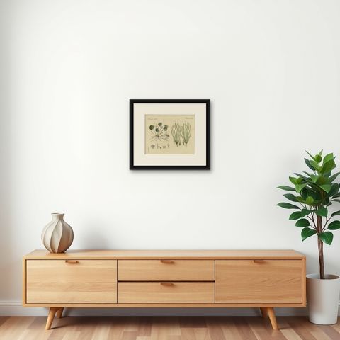 Frogbit and Spiral Tape Grass Water Plants, Antique Bertuch Print, circa 1818, shown framed on a wall, true to size