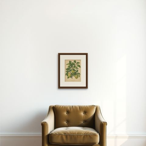 Antique Print of the Goldendrop Plum by G. Severeyns, 1876, shown framed on a wall, true to size