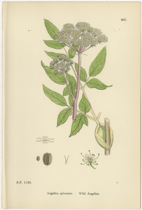 Antique Herb Botanical Prints, Soft Green Palette, Set of Four c.1902, view 7